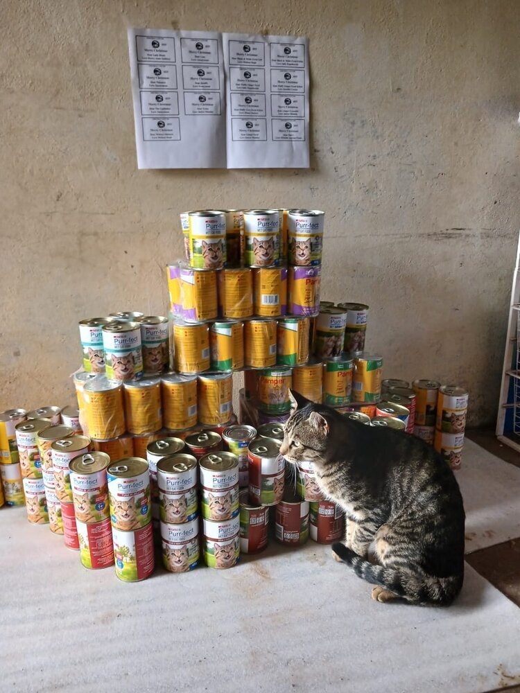 PMB Feral Cats